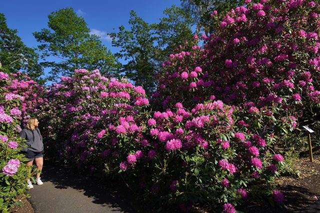 Runes Rhododendronpark